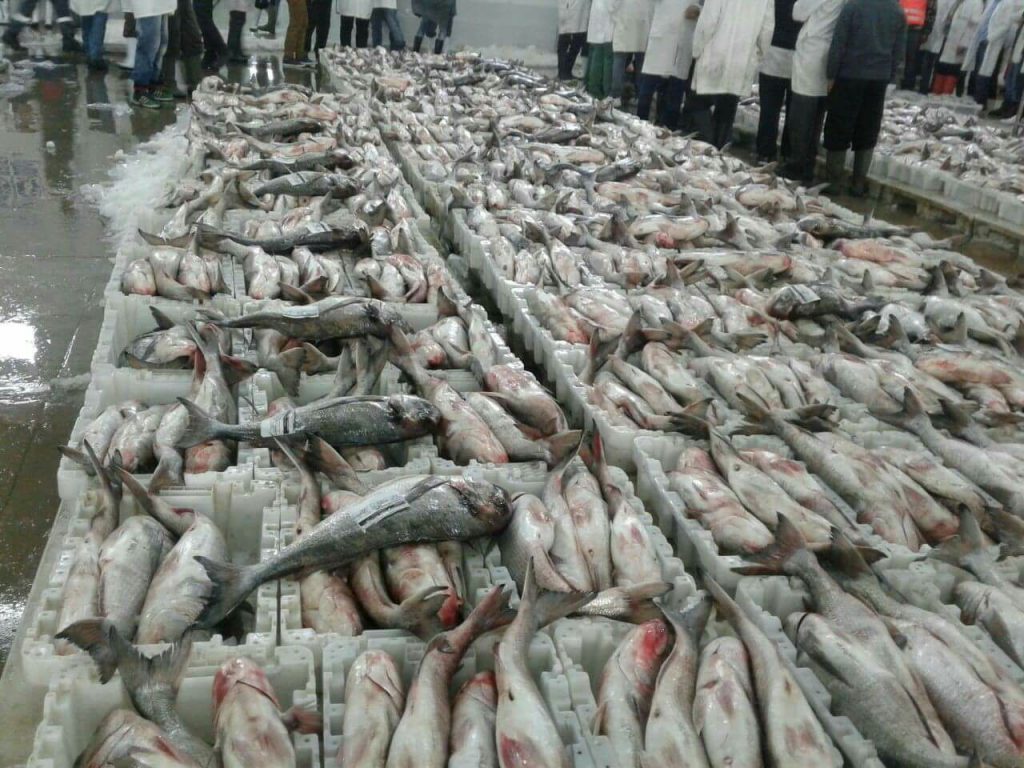 أسعار البيع بالتقسيط للأسماك بأسواق جهة طنجة – تطوان – الحسيمة