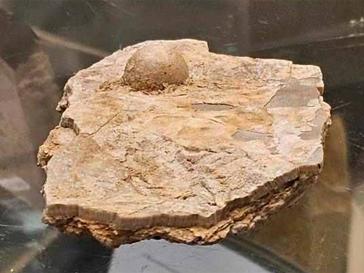 استراليا.. العثور على لؤلؤة متحجرة عمرها 100 مليون عام