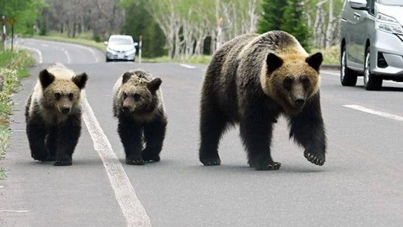 اليابان تنشر قوات من الجيش لاحتواء موجة غير مسبوقة من هجمات الدببة تُسفر عن 12 قتيلاً ومئات المصابين