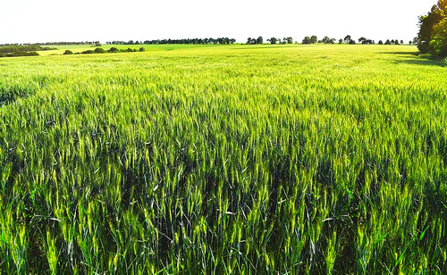 أمطار “الخير” تُنعش آمال فلاحي سطات وتُنهي سنوات العطش